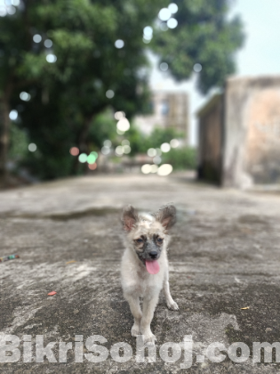 German Shepherd